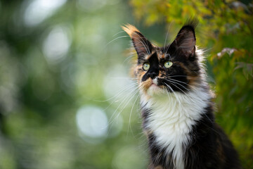 Obraz premium portrait of a beautiful calico tricolor maine coon cat outdoors in green nature observing with copy space
