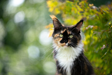 portrait of a beautiful calico tricolor maine coon cat outdoors in green nature observing with copy...