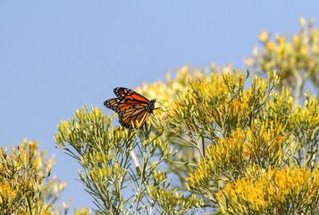 A pretty Monarch butterfly atop a wild Rabbitbrush bush in Colorado with a light blue sky background.  © Susan Hodgson