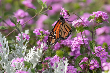 A Monarch butterfly pollinating in a lush, pink flower garden filled with Trailing Lantana flowers and Dusty Miller plants. 