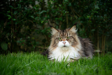 Naklejka na ściany i meble fluffy tabby white maine coon cat lying on front on green grass in front of a hedge looking at camera