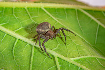 Black spider sitting on leaf