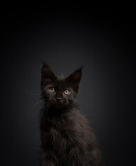 cute black maine coon kitten sitting on wood looking at camera portrait on black background