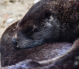 sea lion cub