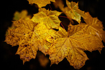 autumn maple leaves