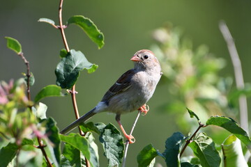 Field Sparrow sits perched on a branch
