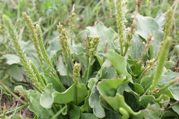 plant in the garden