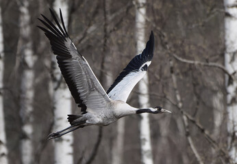 Common Crane (Eurasian crane) flying in the leafless forest with birch trees visible on the background beginning of May in Western Finland.