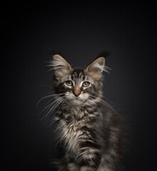 cute tabby maine coon kitten sitting on wood looking at camera on black background with copy space