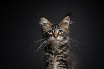cute tabby maine coon kitten with long white whiskers looking at camera on black background