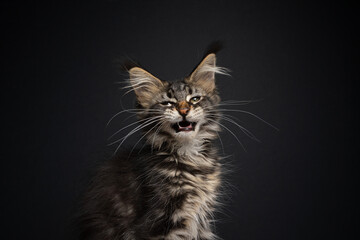 tabby maine coon kitten portrait looking at camera making funny face with mouth open meowing