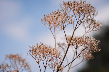 branches against sky