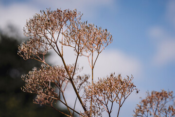 branches against sky