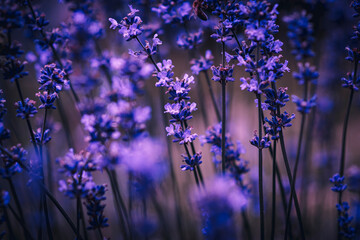 Lavender flowers