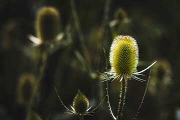Closeup dipsacus