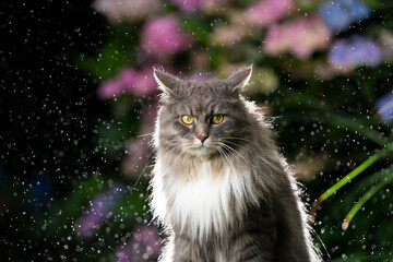 blue tabby maine coon cat outdoors in the rain back lit portrait