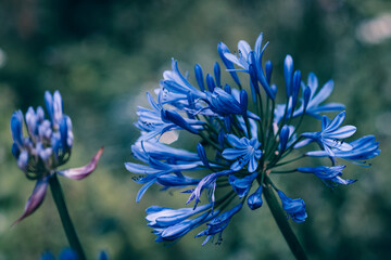Blue flower