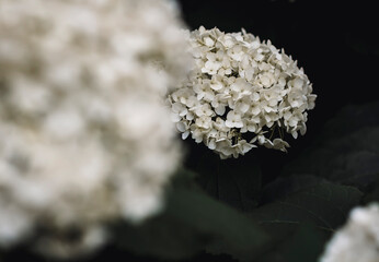 White flower