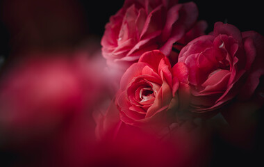 Red rose