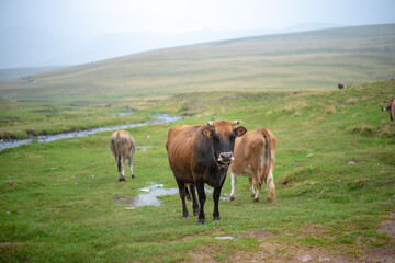 Mountain and cows on green meadow, summer landscape.