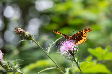 Butterflies feeding from flowers