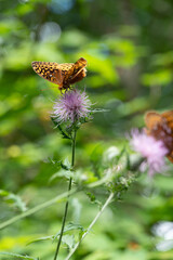 Butterflies feeding from flowers
