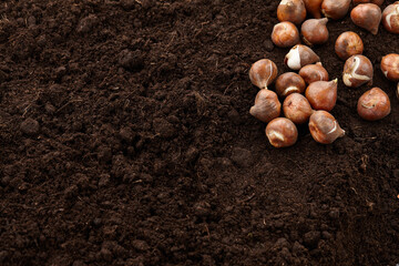 Planting tulip bulbs on ground background, copy space