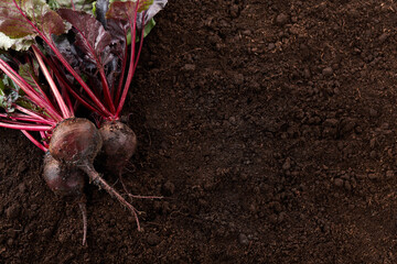 Fresh harvested organic beetroots on soil background