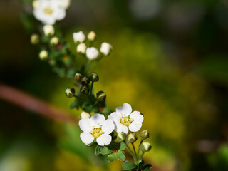 white flowers in the garden