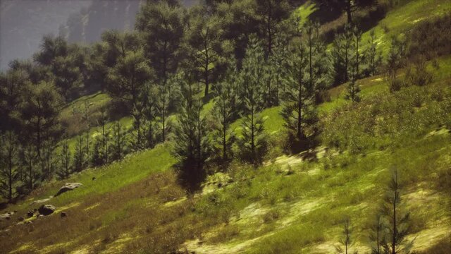 autumn forest on green rocky hills
