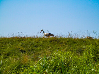 stork on the meadow