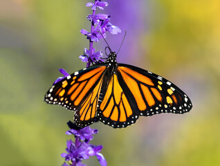 Closeup of a Monarch Butterfly with wings open and curled tongue moving up a Lavender flower stalk with a soft, natural, garden background.