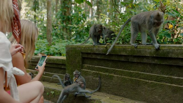 two women using smartphone taking photos of monkeys in forest zoo girl friends sharing travel adventure on mobile phone social media discover bali indonesia 