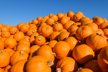 A large pile of orange pumpkins against a blue sky ready for distribution for the holiday season
 - Powered by Adobe