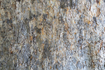 sycamore bark in close-up as a background. wood texture