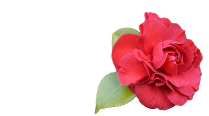 Isolated Incredible beautiful red camellia - Camellia japonica flower with leaves, known as common...