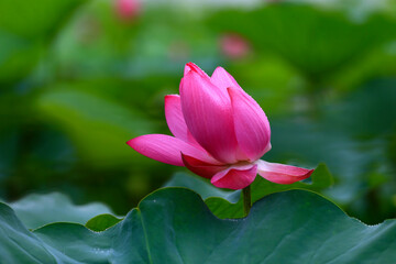 Lotus in full bloom, in the park in the pond