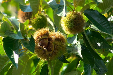 栗の木イメージ