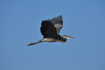 Great Blue Heron flies along the shore of lake