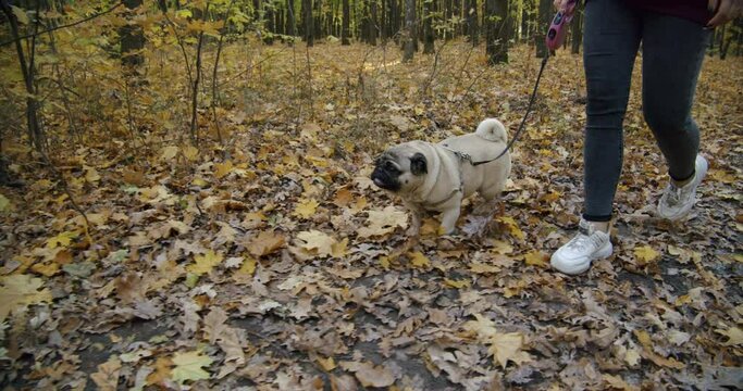 Cute pug dog walking with owner in beautiful autumn forest park. Golden yellow leaves. Taking dog on leash. Enjoy walking together. Nice autumn weather for a walk. Slow motion 