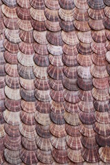 Horizontal background from seashells on the hay.