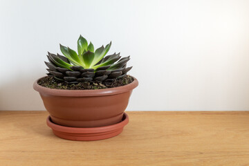 vaso de planta suculentas em cima de mesa de madeira .