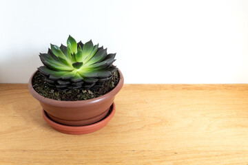 vaso de planta suculentas em cima de mesa de madeira .