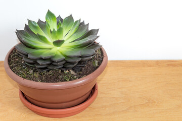 vaso de planta suculentas em cima de mesa de madeira .