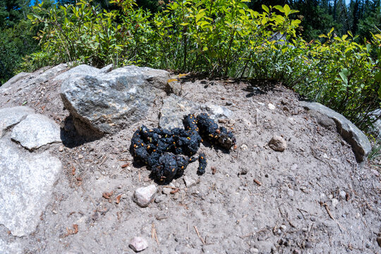 Black bear scat poop with berries, along a trail in Grand Teton National Park