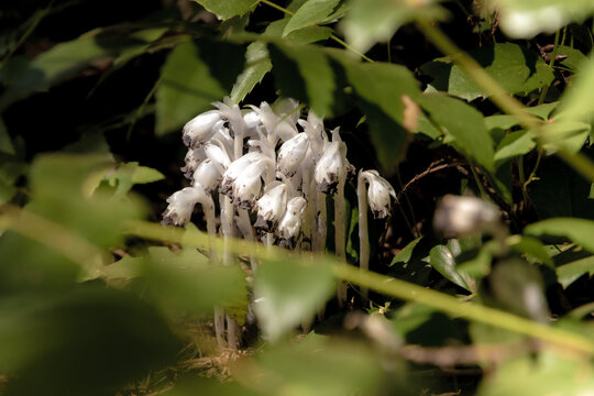 Monotropa Uniflora 004