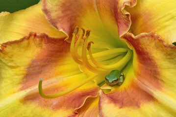 Fototapeta na wymiar Beauty in nature's hidden world. Extreme closeup of tiny green tree resting inside throat of colorful yellow and red daylily blossom. Hemerocallis 