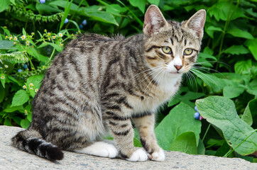 A domestic cat is lying on an old wooden table against a background of green plants. A mongrel cat, a gray cat, looks at the camera. A pet in nature. selective focus