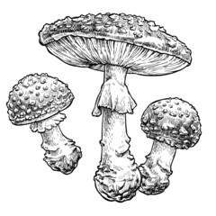 Fly agaric mushroom set. Vector illustration of mushrooms on white background. Hand drawn style