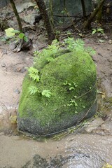 lichen on stone in forest